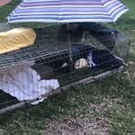 Nelson The Piggy Wiggy, Aus - @nelsonthepiggy - Instagram