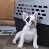 Nelson polanco - @nelson.polanco29 - TikTok