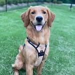 Nelson Powers - @nelson_the_goodestboy - Instagram