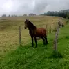 Nelson Quiroga - @nelson.quiroga3 - TikTok