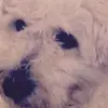Nelson  - @nelson.riley21 - TikTok