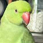 Nelson - Ring Neck - @ringnelson - Instagram