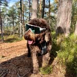 Nelson🐶 - @nelson_ringstad - Instagram