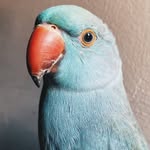 Ring Nelson - @ringnelson_ - Instagram