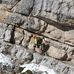 Via Ferrata, at Nelson Rock Outdoor Center, WV - Facebook