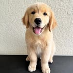 Adorable and Cute Puppies For Adoption and  Re-homing - @nelson_rollins_ - Instagram