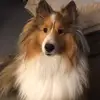 Terri Nelson-Rowell - @terri.nelsonrowel - TikTok