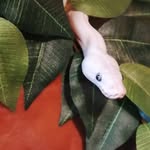 Nelson & Lucy Royal Pythons - @nelsonloveslucy - Instagram