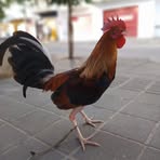 Nelson Saenz - Facebook