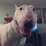 Walter - @_sargent_nelson_ - Instagram