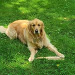 Melinda Nelson Schultz - @jimmy_jr_golden_retriever - Instagram