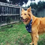 Nelson Schultz - @nelson_the_kelpie - Instagram