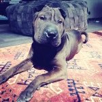 Nelson The Sharpei - @sharpeinelson - Instagram