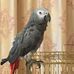 Nelson Silveira - Facebook