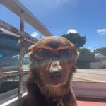 Nelson 🐶 - @nelson.stinson.desert.mandela - Instagram