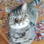 Cats of Nelson Street - @cats_of_nelson_street - Instagram