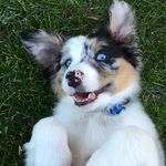 Nelson Streeter - @nelson_the_aussie - Instagram