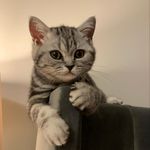 Nelson Sullivan - @sulley_silver - Instagram
