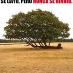 Nelson Trinidad - @nelsontrinidad2 - Instagram