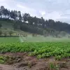 Dominguez 🚜 🥔 - @nelsonbeletzuy - TikTok