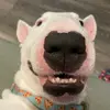 🐶 NELSON (aka “Walter”) - @puppernelson - TikTok
