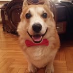 Корги, красавец, валлиец - @nelsonthewelshcorgi - Instagram