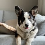 Blåtirans Jamie Jaguar ”Nelson” - @nelson_the_welshcorgi - Instagram