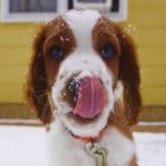 Lord Nelson - @lord_nelson_welshie - Instagram