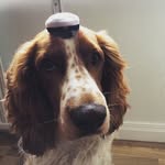Nelson 🐶 - @nelson_the_welsh - Instagram