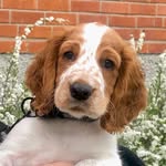 Nelson - @nelson.welsh - Instagram