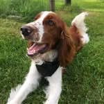 Nelson🐾 - @nelson__the_welsh - Instagram