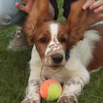 Nelson (Ollie) 😎 - @nelsonthewelsh - Instagram