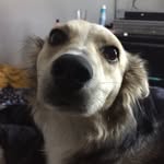 Skyler Nelson Werner - @skyler_nelson_thedog - Instagram