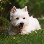 Nelson - West Highland Terrier - @nelson_picture - Instagram