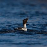 Nelson Mercier - @nelson_wildlife - Instagram