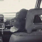 Nelson - @nelson_woof - Instagram