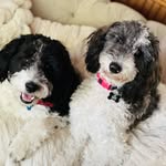 The Nelson Woof Pack - @nelsonwoofpack - Instagram