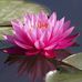 Nelum Wickramasinghe - Facebook