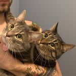 Nemo and Chester Brown - @neemie.and.ches - Instagram