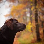 Némó - @nemo_brownlab - Instagram