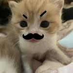 ilovematchaa - @nemo._shi - Instagram