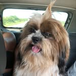 Nemo 🐶 - @nemoshih.tzu - Instagram