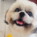 Nemo - @nemoshihtzu - Instagram