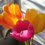 Nerissa Allen - Facebook