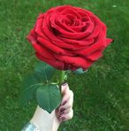 Nermin Harb - Facebook