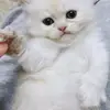 nermo - @nerminshehata136 - TikTok