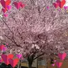 Nermina Begic-Sinanovic - @nermina.begicsina - TikTok