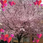 Nermina Begic-Sinanovic - @begicsinanovic - Instagram