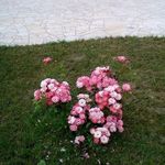 Nermina Hasanovic - @keka.nerka - Instagram