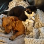 Cooper and Nero - @cooperandnero - Instagram